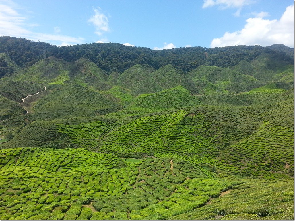 Cameron Valley Tea Plantation