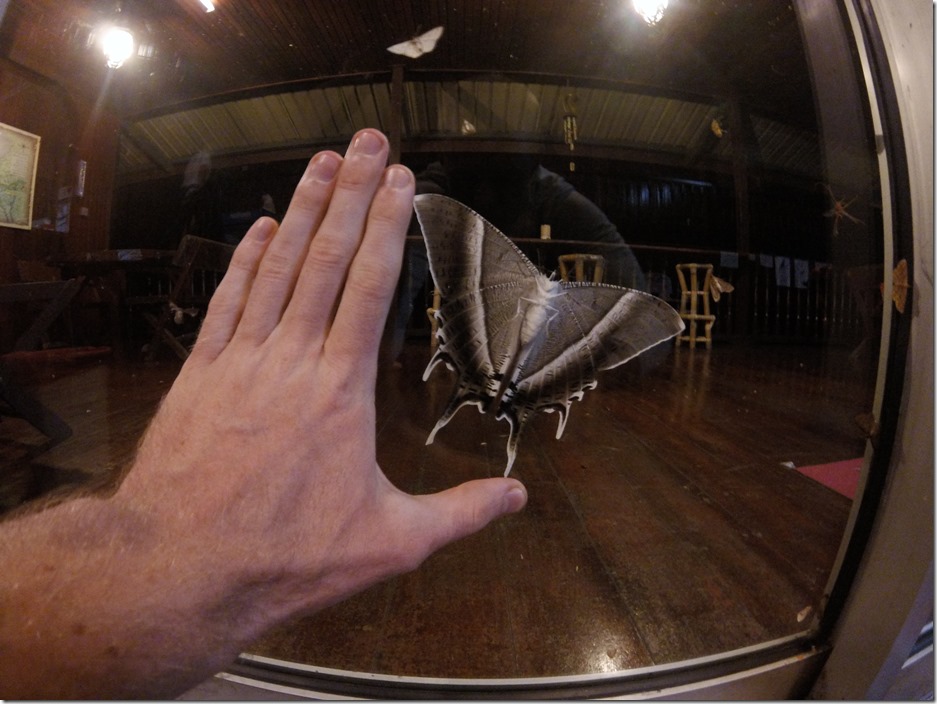 HUGE moth on the porch at Kinabalu Mountain Lodge.