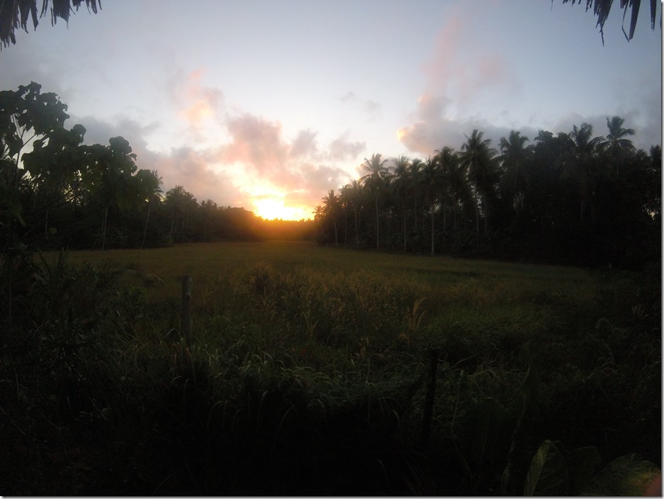 Sunrise over a rice paddy at Tampat Do Aman near the Tip of Borneo.