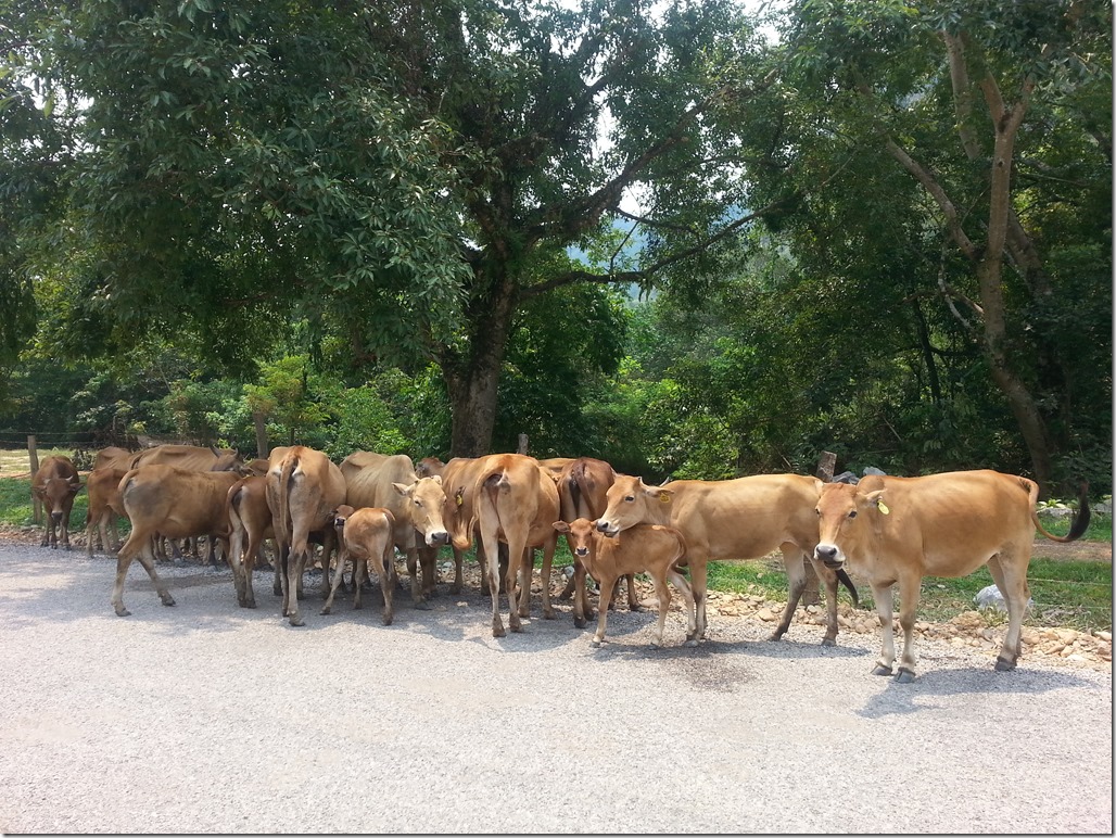 Laotian cows doing Laotian cow thangs.