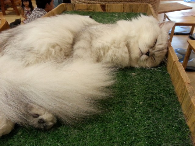 Kitties at Cat N A Cup!