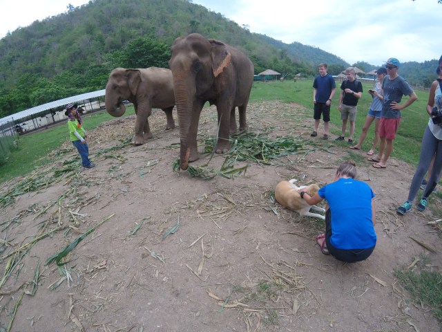 One of the benefits of going to an elephant sanctuary is the opportunity to interact with elephants...or petting puppies if you are Danielle.