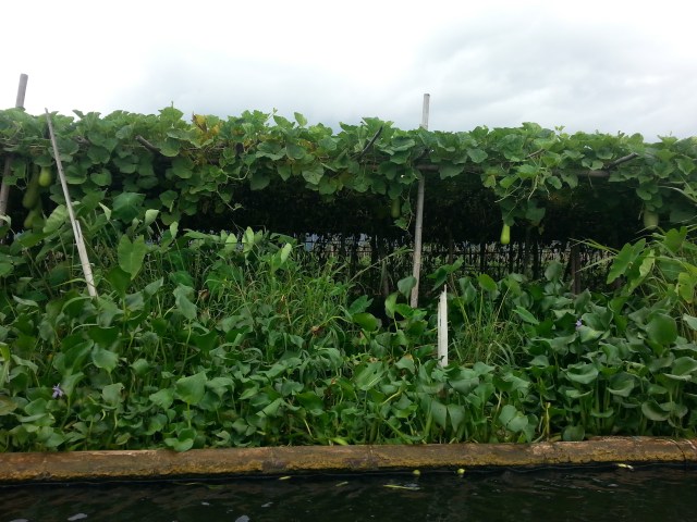 Floating garden on Inle Lake. Those are eggplants. Also notice the green tomatoes floating in the water.