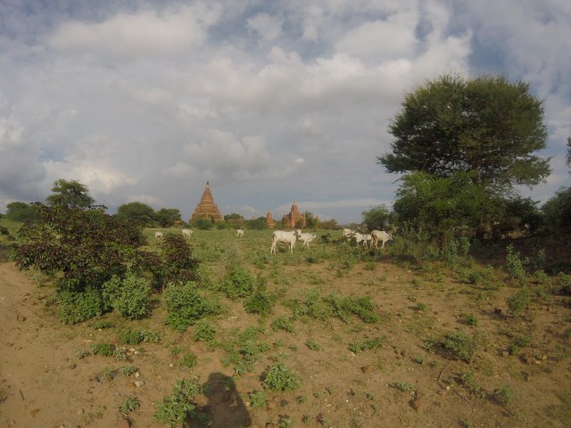 Cows and temples.. two peas in a pod!